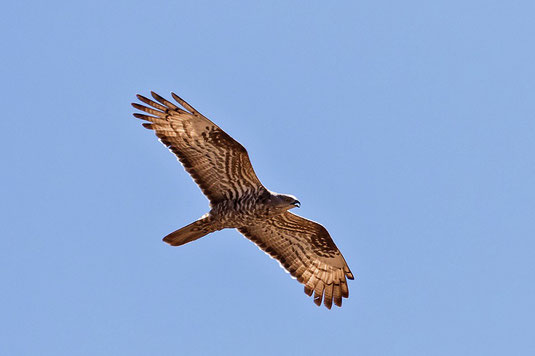 Wespenbussard (Foto: Thomas Hafen - www.natur-fotografieren.de)