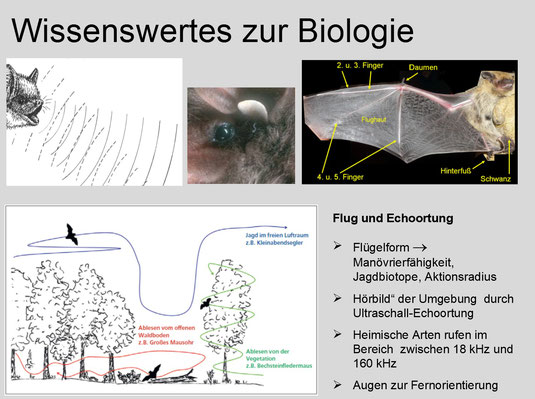 Wissenswertes zur Biologie der Fledermäuse 