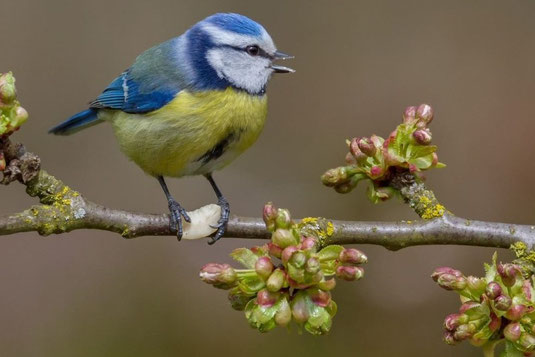 Foto: Blaumeise_Andreas Giessler