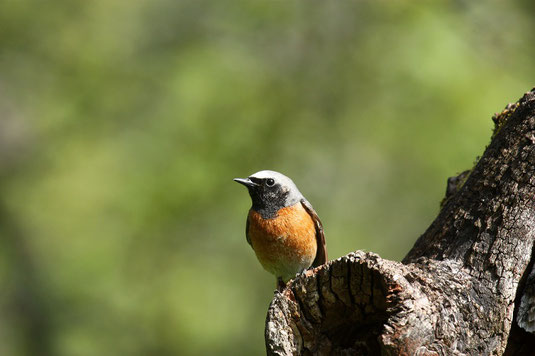 Gartenrotschwanzmännchen (Foto: Stefan Greif) 