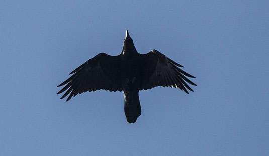 fliegender Kolkrabe (Foto: Ursula Wiegand) 