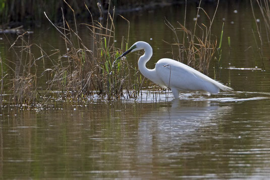 Silberreiher (Foto: Thomas Hafen - www.natur-fotografieren.de)