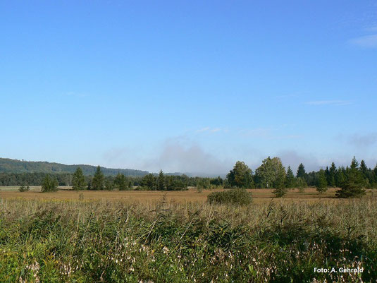 Leutstettener Moos (Foto: A.Gehrold)