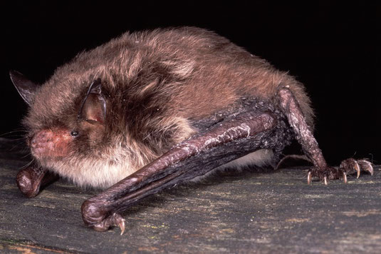 Wasserfledermaus (Foto: Dr Andreas Zahn - LBV - Bildarchiv) 