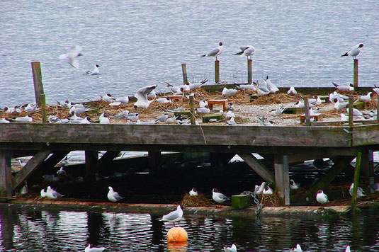 Flussseeschwalbenfloß (Foto: Leo Glatt)