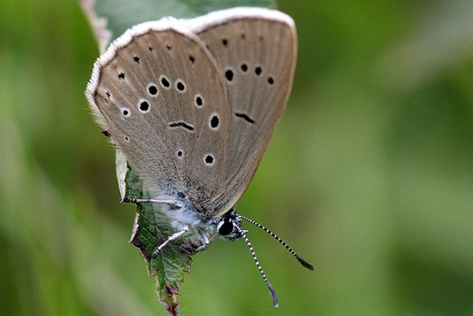 Heller Wiesenknopf-Ameisenbläuling (Foto: Franz Pommer) 