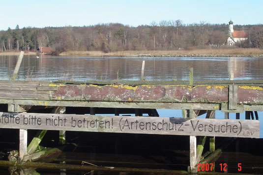 Flussseeschwalbenfloß in St.Heinrich (Foto: Horst Guckelsberger) 