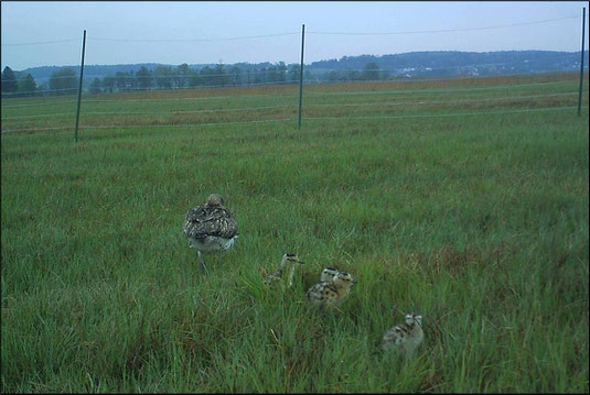 Vier Küken (1 Tag alt) am 12.5.2019 noch innerhalb des Gelegeschutzes (Foto: Wildkamera)
