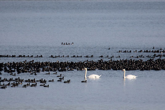 Wasservögel am Speichersee Westbecken (Foto: Julia Höll) 