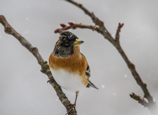 Bergfink im Winter (Foto: Ursula Wiegand) 