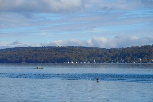 Störung durch Paddler  (Foto: A.Gehrold) 