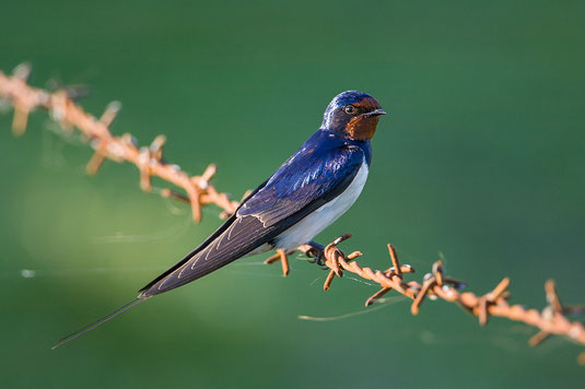 Rauhschwalbe (Foto: Thomas Hafen - www. natur-fotografieren.de)