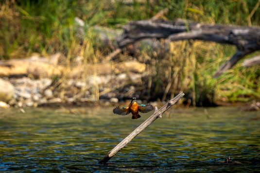 Eisvogel (Foto: Jana Selzer)