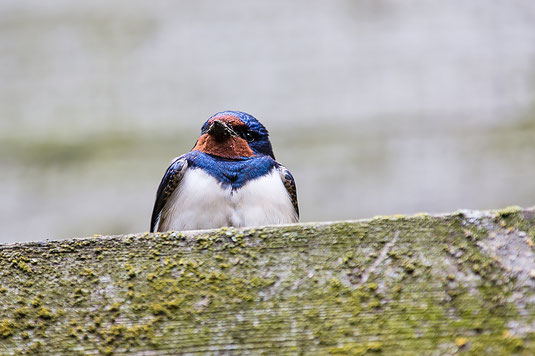 Rauchschwalbe (Foto: Thomas Hafen - www.natur-fotografieren.de) 