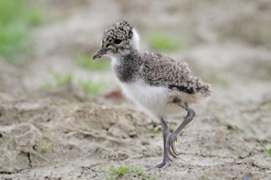 Kiebitz - Jungvogel (Foto: Bernhard Glüer)