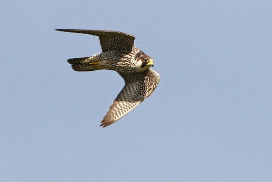 Wanderfalke (Foto: Bernhard Glüer) 