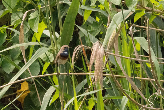 Blaukehlchen (Foto: Ursula Wiegand) 