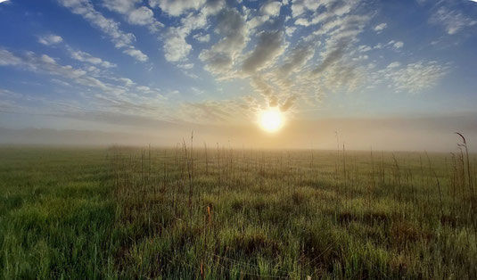 lückige Brache (Foto: Tim Korschefsky)
