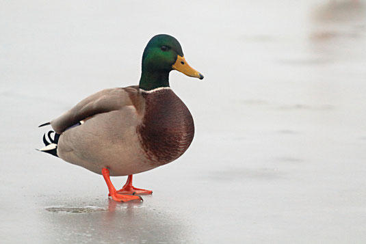 Stockente (Foto: Wolfgang Höll) 