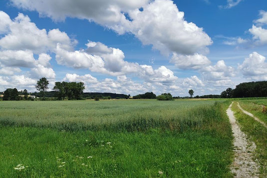 Teggermoos - Blick Richtung Osten (Foto: Tobias Laure) 