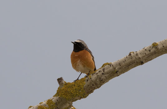 Gartenrotschwanzmännchen (Foto: Ursula Wiegand) 