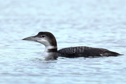 Eistaucher (Foto: Max Herrmann)