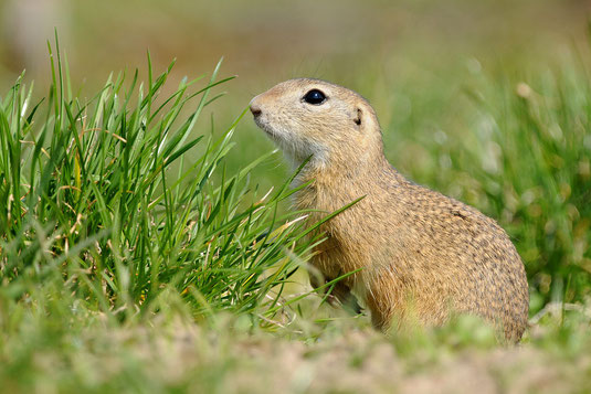 Ziesel (By Jan Svetlík [CC BY-SA 2.0 ], via Wikimedia Commons )