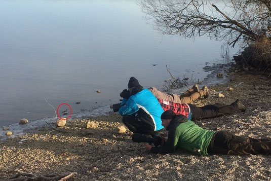 Thorshühnchen und Fotografen (Foto: Pit Brützel)