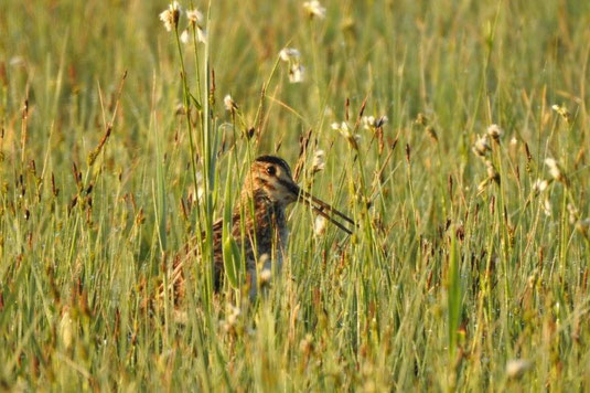 Bekassine (Foto: Tim Korschefsky) 