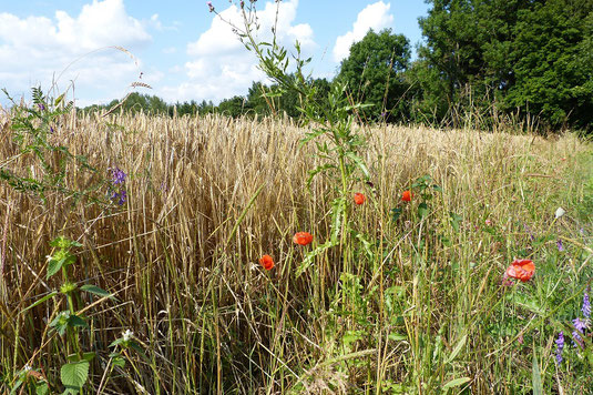 Feldrand, wild und blühend