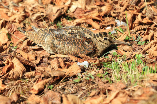 Waldschnepfe (Foto: Hans-Joachim Fünfstück) 