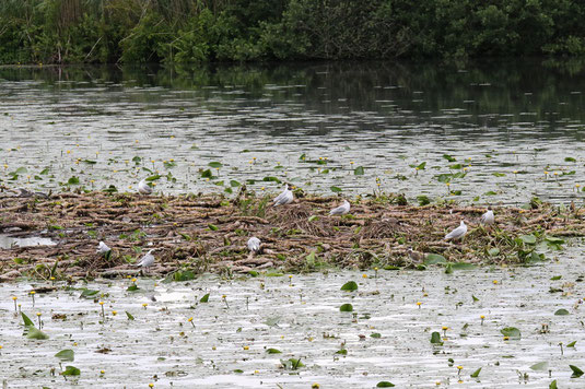 Lachmöwenkolonie auf Teichrosenrhizomen am Maisinger See 2021 (Foto: Ursula Wiegand)