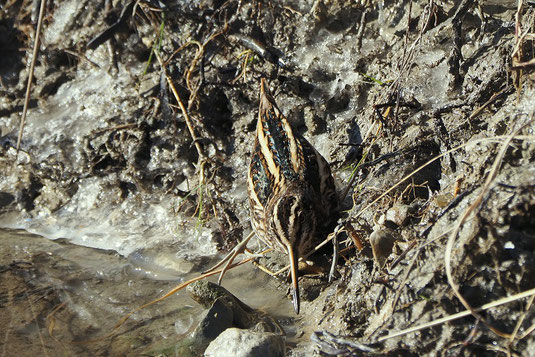 Zwergschnepfe (Foto: Antje Geigenberger) 