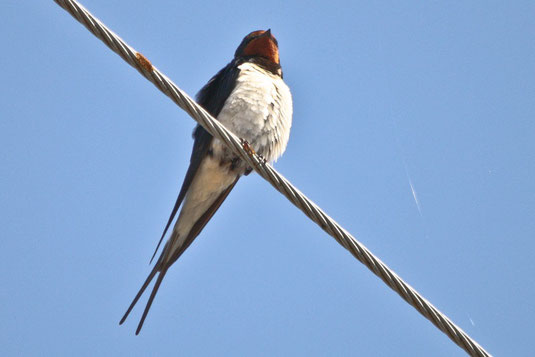 Rauchscjhwalbe (Foto: Ursula Wiegand)