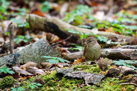 Zaunkönig (Foto: Thomas Hafen - ww.natur-fotografieren.de) 