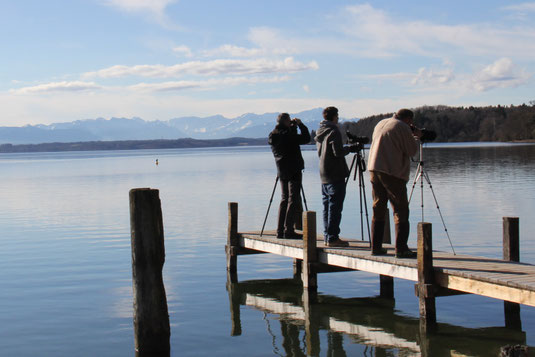 Wasservogelzählung am Starnberger See 