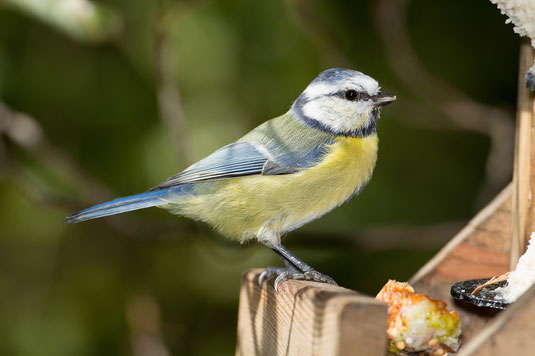 Blaumeise (Foto: Thomas Hafen)