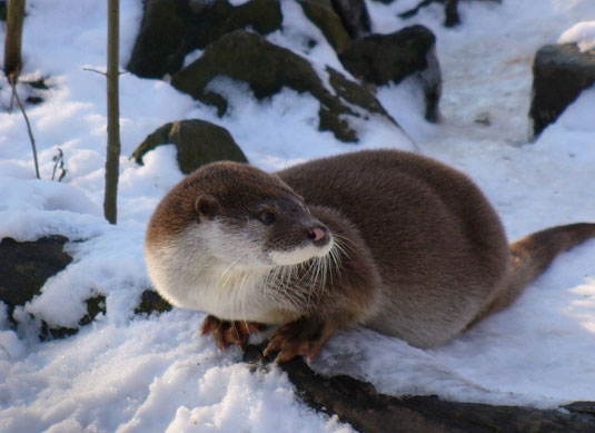 Fischotter im Winter(by Franco Atirador (Own work) [CC-BY-SA-3.0 ], via Wikimedia Commons)