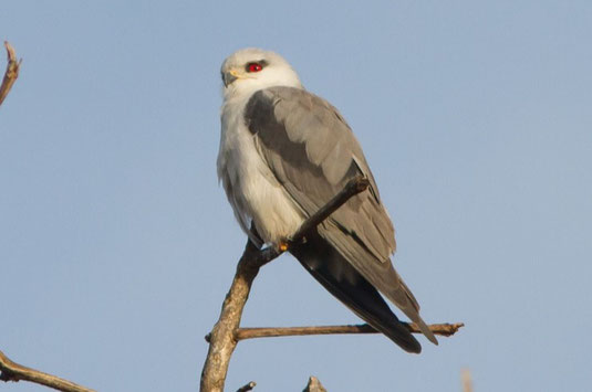 Gleitaar 