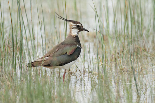 Kiebitz (Foto: Wolfgang Höll)