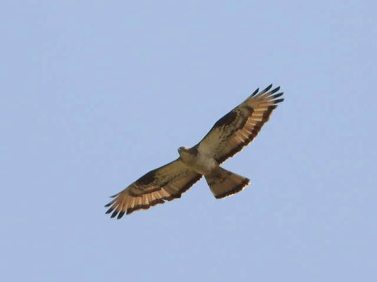 Wespenbussard (Foto: Sebastian Zysk)