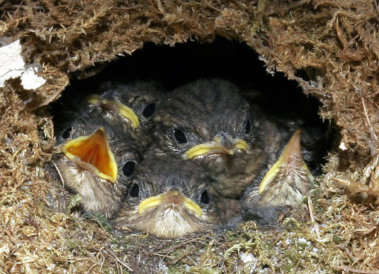 Zaunkönignest („Zaunkönig 5 Nestlinge“ von Armin Kuebelbeck Lizenz CC-BY-SA 3.0)