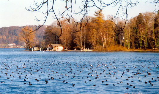 Flachwasserzone in der Bucht bei der Roseninsel, Feldafinger Gestade. Hier können sich bis zu mehrere Tausend Wasservögel aufhalten – Nahrung suchend und ruhend.(Foto: H.Guckelsberger)