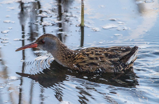 Wasserralle (Foto: Ursula Wiegand) 