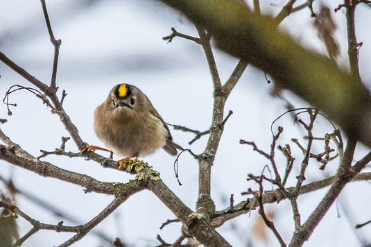 Wintergoldhähnchen (Foto: Ursula Wiegand) 