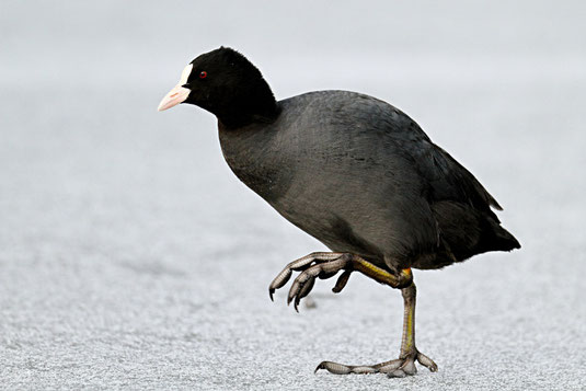 Blässhuhn (Foto: Wolfgang Höll) 