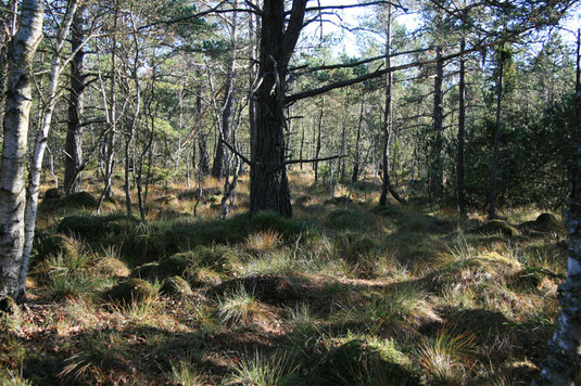 Kiefernmoorwald im Inneren des Wildmoos (Foto: H.Guckelsberger)