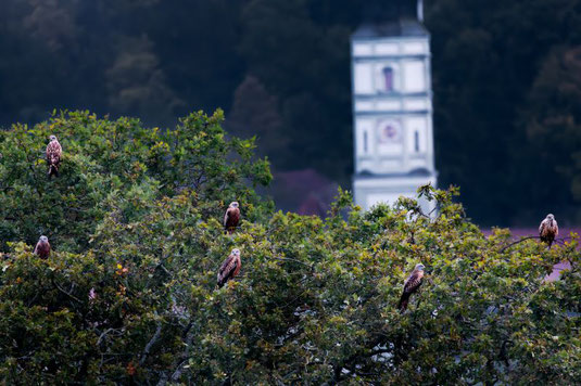 Rotmilane vor Drößling (Foto: Arkadi Selzer) 