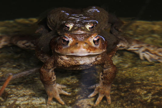 Erdkrötenpaar bei der Laichablage (Foto: P.Brützel)