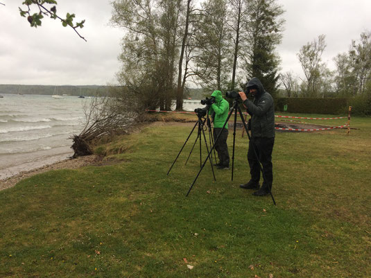 birdrace 2019 - ASOnauten am Starnberger See 